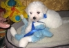 Stunning Bichon Fraise Puppies